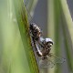 Libellula fulva in-cop